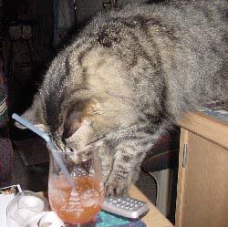 cute cat