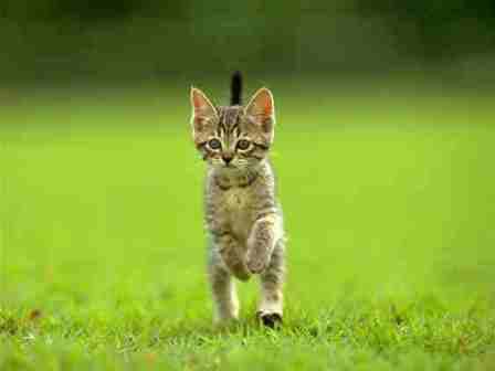 cute cat