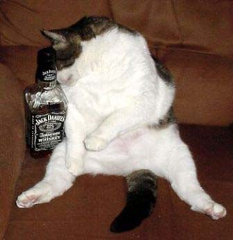 cute cat