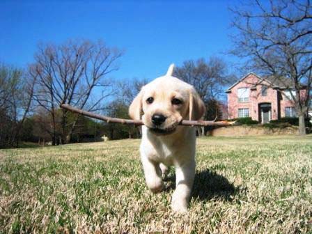 funny dog