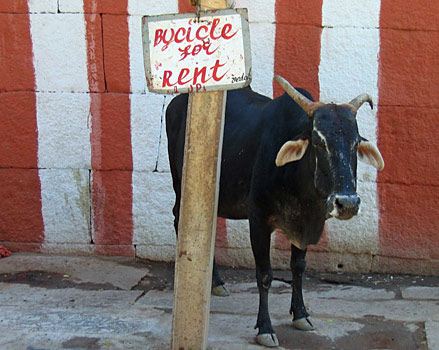 Funny Sign - Bike for Rent